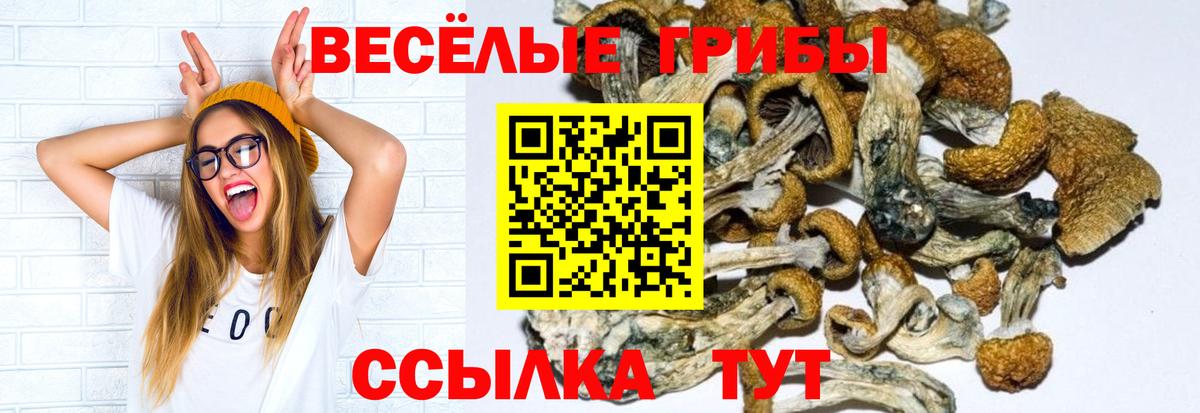 Галлюциногенные грибы Psilocybine cubensis Кимовск